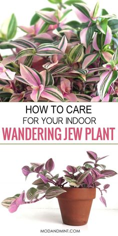 a potted plant with the words how to care for your indoor wandering jew plant