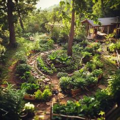 a garden with lots of green plants and trees