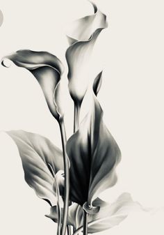 black and white photograph of two flowers with leaves in the foreground, on a light background