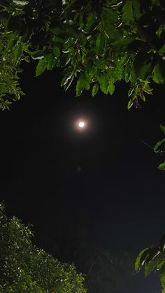 the moon is seen through some trees at night