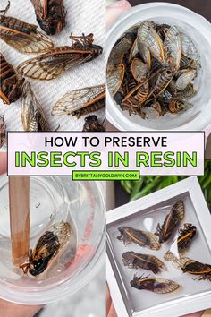 how to preserve insects in resin