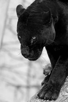 a black panther walking on top of a tree branch with its paw in it's mouth