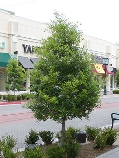 a bench sitting on the side of a road next to a tree and shrubbery