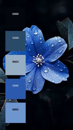 a blue flower with water droplets on it's petals and the words, color palette