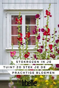 flowers in front of a window with the words stokrozen in je tun? 20 steek je de prachitiee bloemen