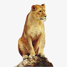 a lion sitting on top of a rock next to a white background and looking at the camera