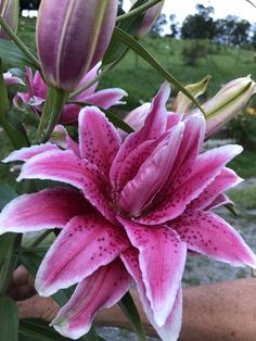 a close up of a pink and white flower