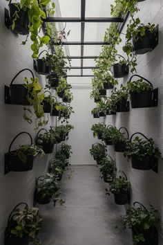 an indoor greenhouse with many plants growing in pots and hanging from the ceiling above it