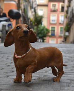 a small brown dog standing on top of a brick road