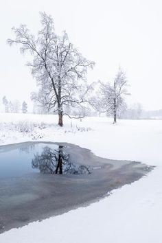 a small pond in the middle of a snow covered field next to a large tree