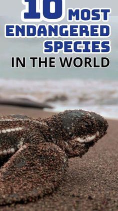 a turtle on the beach with text overlay that reads 10 most endangered species in the world