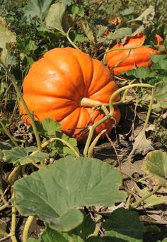 several pumpkins are growing in the field