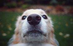 a close up of a dog's face with grass and flowers in the background