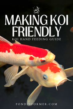 two koi fish swimming in the water with text making koi friendly, koi hand feeding guide