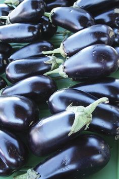 an assortment of eggplant on display for sale