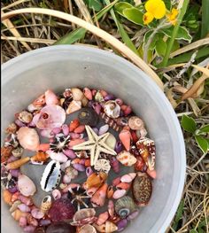 a bucket filled with lots of different types of seashells and sea starfish