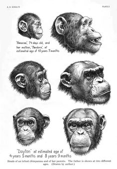 four different types of chimpan's faces