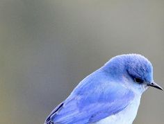 a small blue bird sitting on top of a tree branch