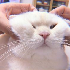 a white cat is being petted by someone