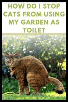 a cat standing in the grass with text overlay that reads how do i stop cats from using my garden as toilet