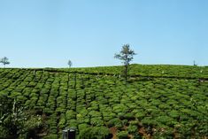 there are many trees on the top of this tea estate that is surrounded by bushes