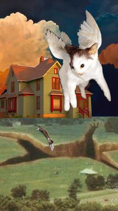 a cat flying in the air next to a house with an owl on it's back