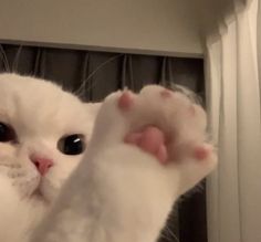 a close up of a cat with its paw in the air