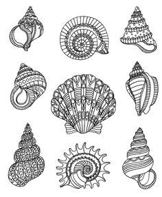 an image of sea shells coloring pages