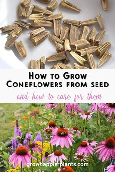 flowers and seeds with the title how to grow coneflowers from seed and how to care for them