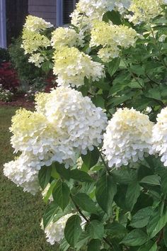 white hydrangeas in front of a house