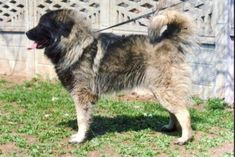 a shaggy dog standing on top of a lush green field next to a wooden fence