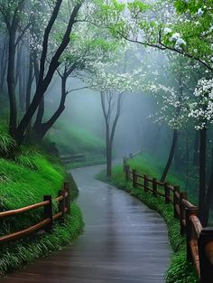 a path in the middle of a lush green forest