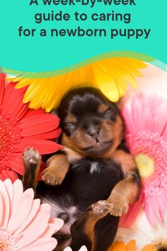 a puppy is laying in the middle of flowers with text that reads, a week - by - week guide to caring for a newborn puppy