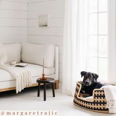 a black dog sitting in a white living room