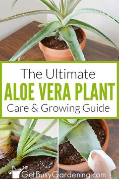 the ultimate aloe vera plant care and growing guide