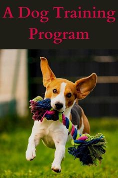 a dog running with a toy in its mouth and the title above it reads, a dog training program