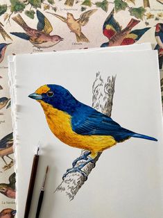 a drawing of a blue and yellow bird on a branch with other birds around it