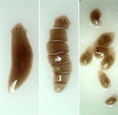 three pictures of different stages of a caterpillar