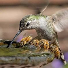 a hummingbird drinking water from a bird bath filled with bees