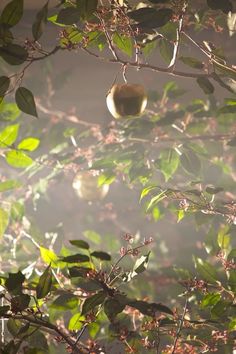 an orange hanging from a tree branch in the morning sun, with leaves and fruit below