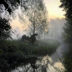 a river surrounded by trees in the fog