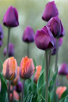 purple and orange tulips with green leaves in the foreground