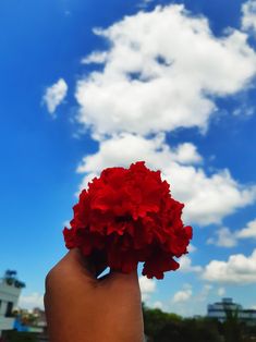 a hand holding up a red flower in front of a blue sky with white clouds