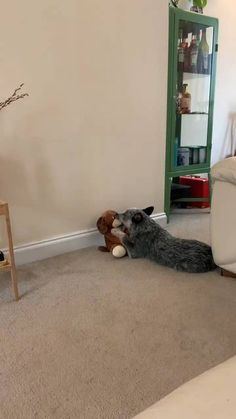 a dog laying on the floor next to a stuffed animal