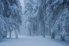 a snow covered forest filled with lots of trees