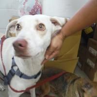 a white dog is being petted by a person in a room with other dogs