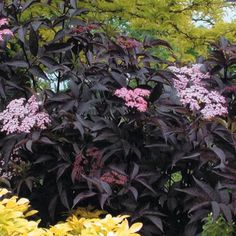 purple and yellow flowers are in the garden