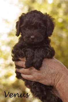 a small black puppy is being held in someone's hand with the words venus on it