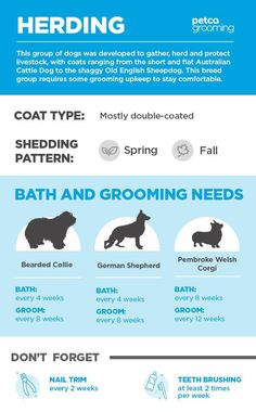 an info sheet describing the different types of dog grooming products and how to use them