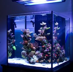 an aquarium filled with lots of different types of fish and corals in it's tank